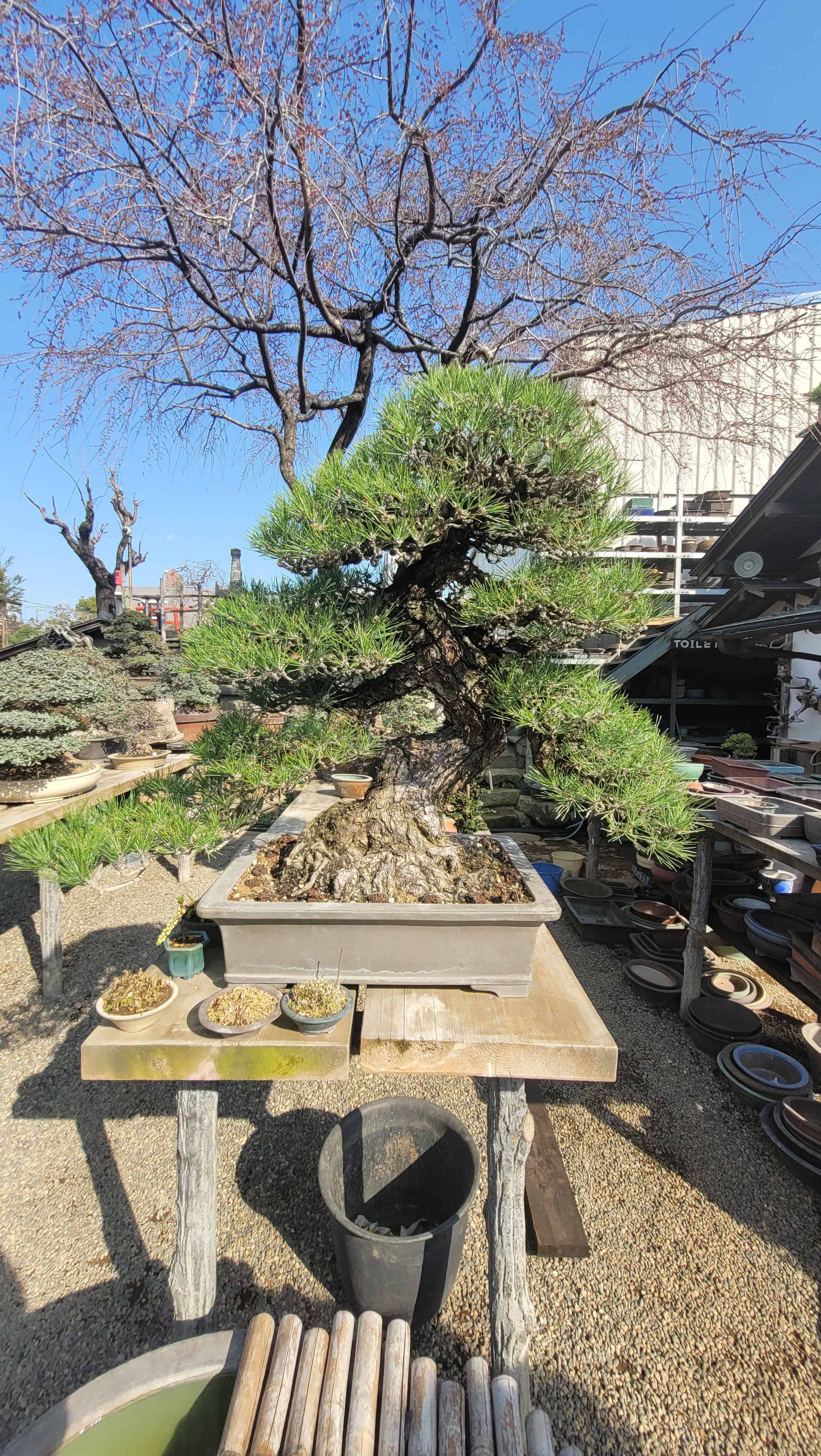 A pine bonsai tree from kobayashi in Japan